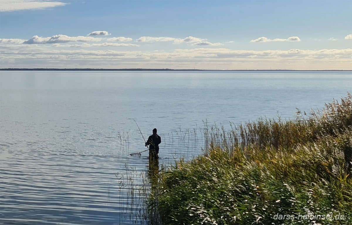 Angler mit Wathose in Schilfnähe im Bodden