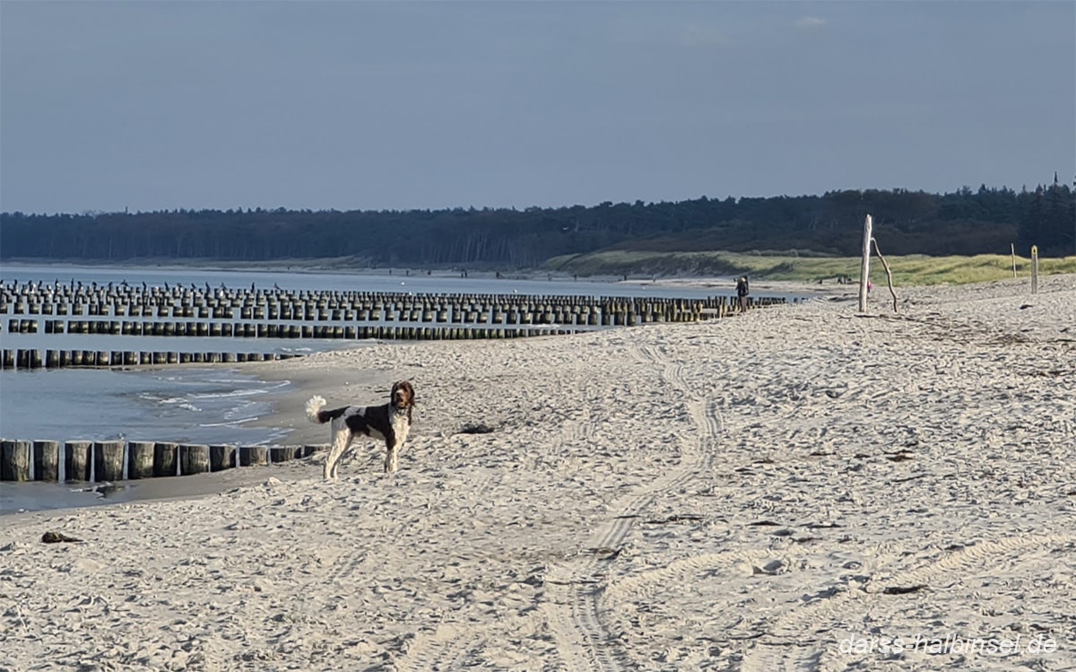 Hund am Strand von Ahrenshoop