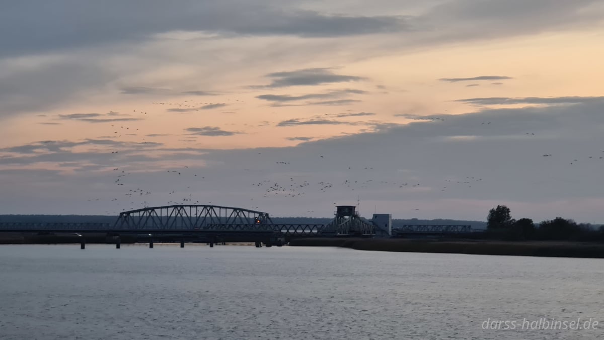 Kranichflug über der Meiningenbrücke